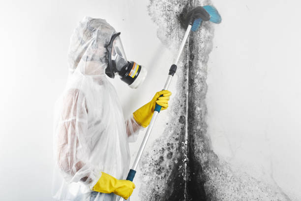 Best Attic Mold Removal  in Lipatria, CA