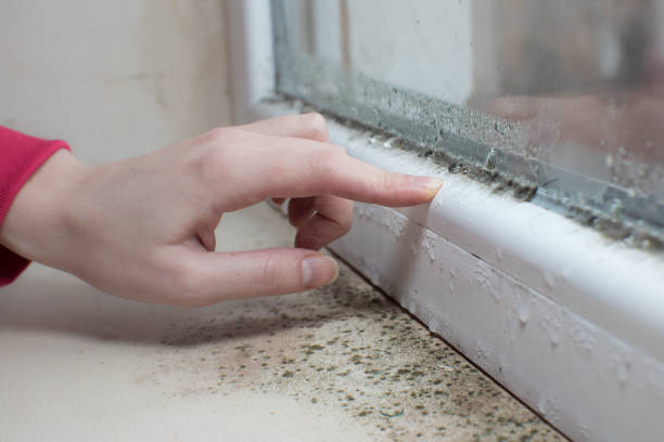 Best Airborne Mold Testing  in Lipatria, CA